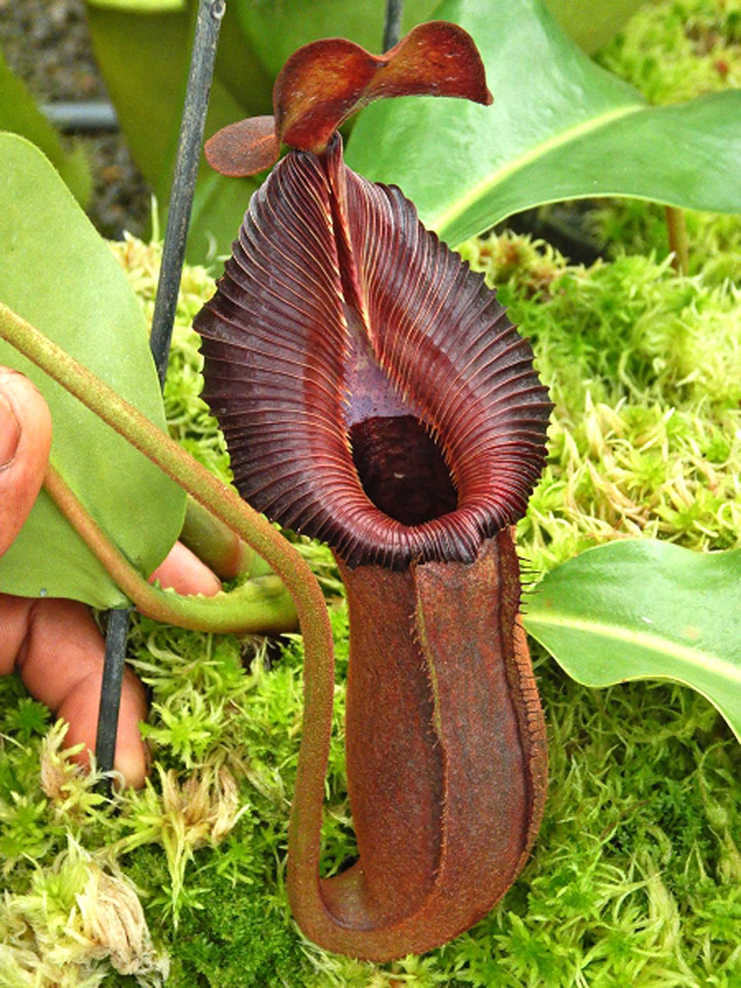 Nepenthes "Trusmadiensis" x robcantleyi  BE-4545