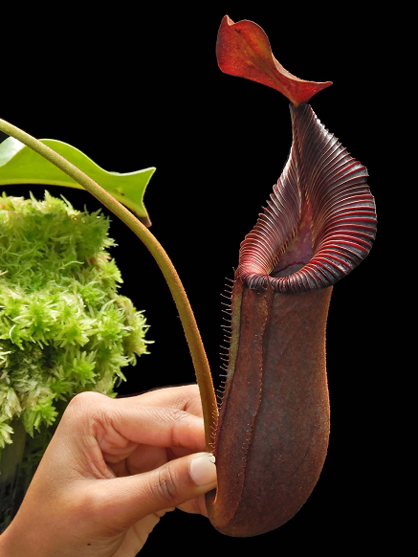 Nepenthes "Trusmadiensis" x robcantleyi  BE-4545