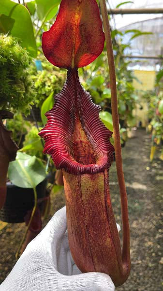 Nepenthes "Trusmadiensis" x robcantleyi  BE-4545