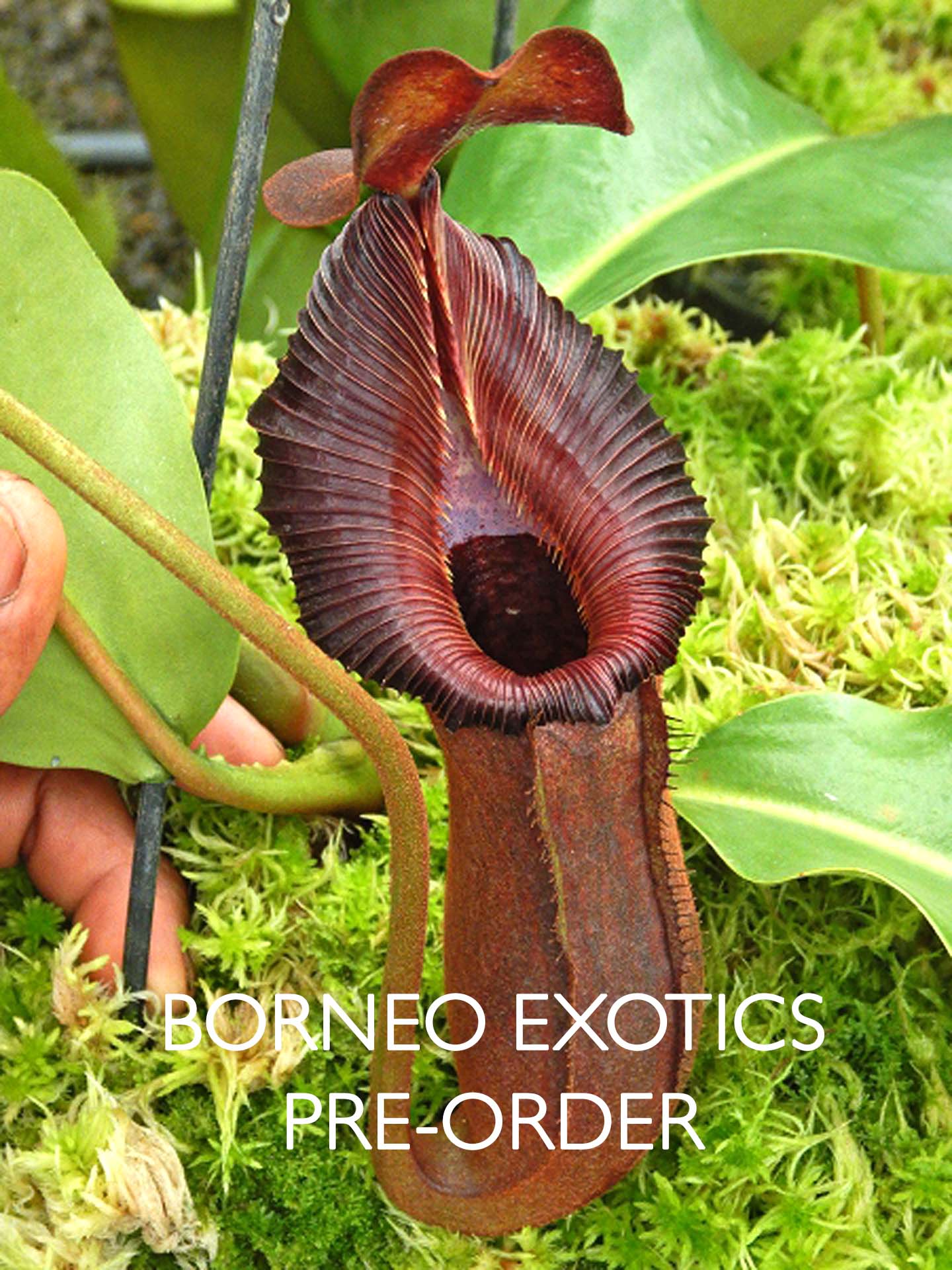 Nepenthes "Trusmadiensis" x robcantleyi  BE-4545