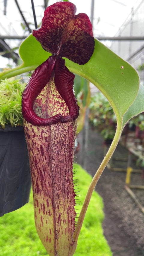 Nepenthes robcantleyi x Klossii BE-4549