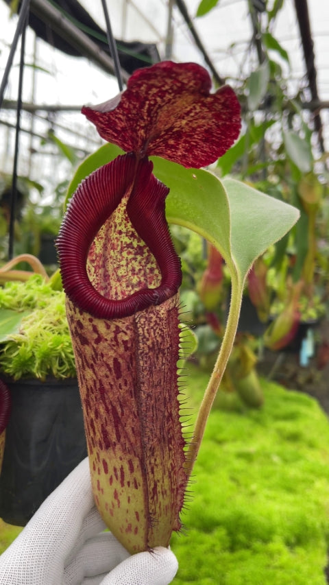 Nepenthes robcantleyi x Klossii BE-4549
