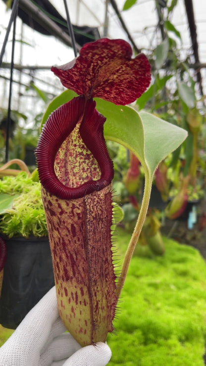 Nepenthes robcantleyi x Klossii BE-4549