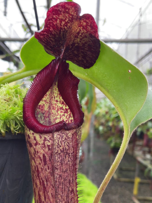 Nepenthes robcantleyi x Klossii BE-4549