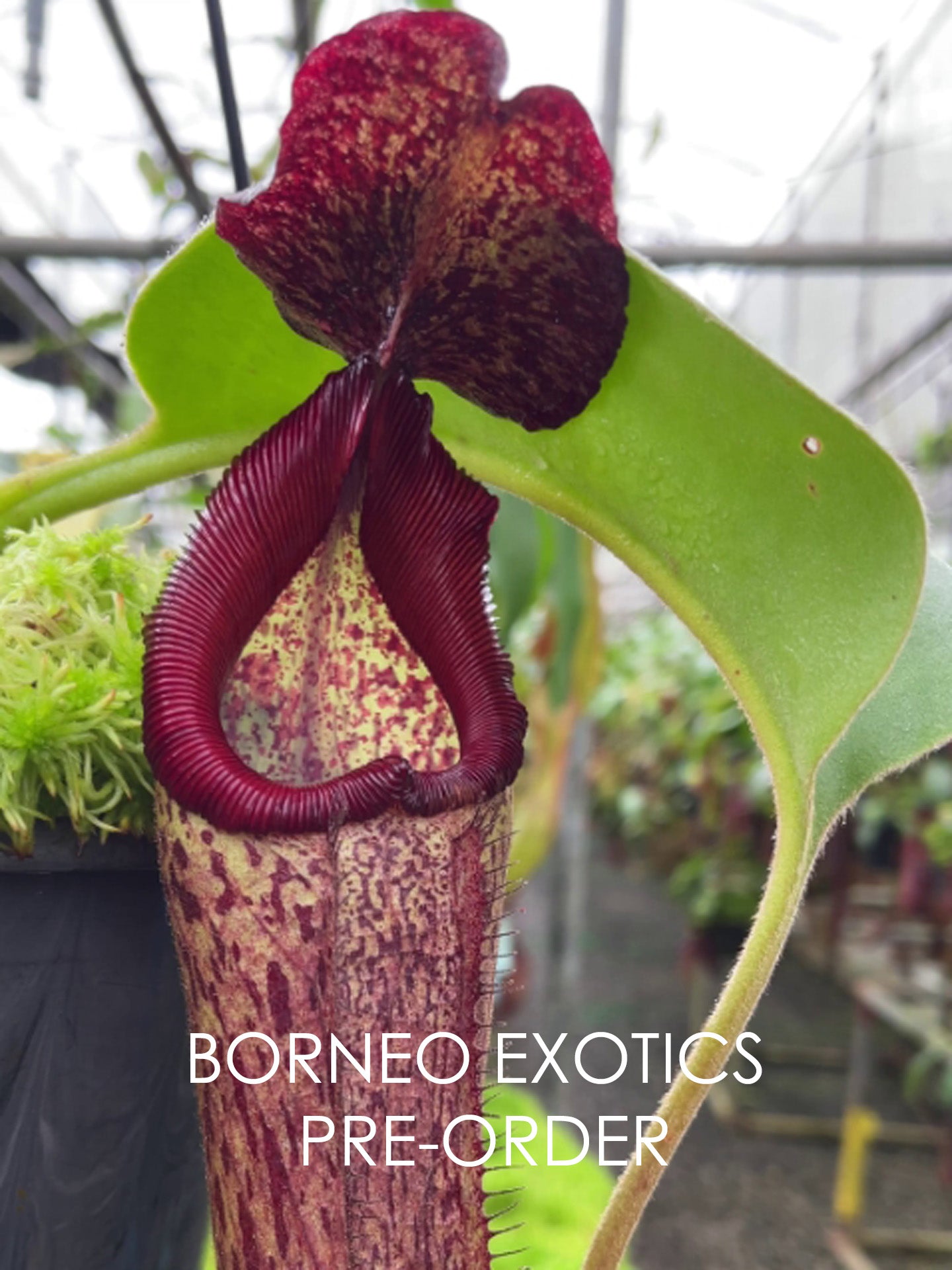 Nepenthes robcantleyi x Klossii BE-4549