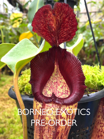 Nepenthes robcantleyi x Klossii BE-4549