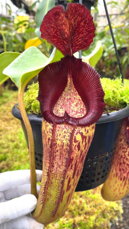 Nepenthes robcantleyi x Klossii BE-4549