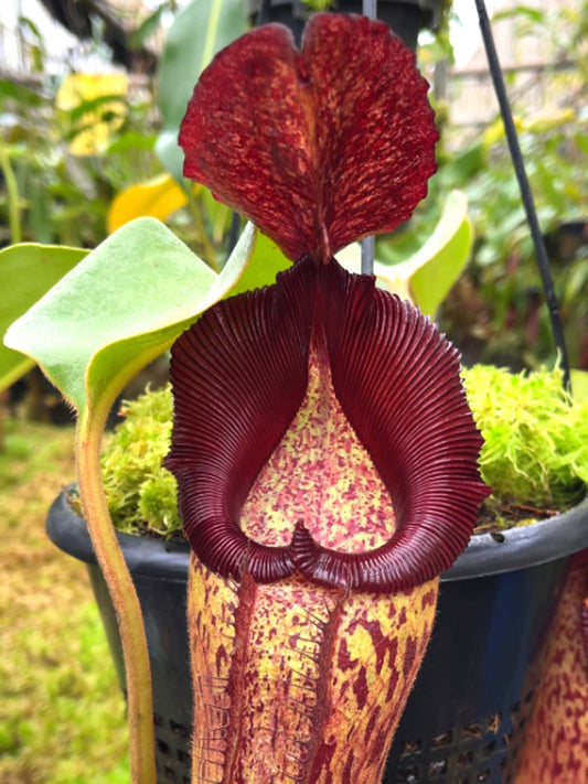 Nepenthes robcantleyi x Klossii BE-4549