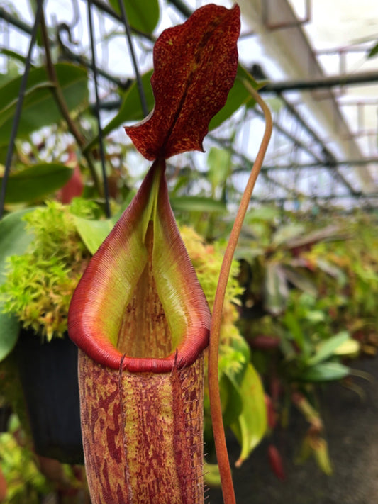 Nepenthes talangensis x fusca BE-4552