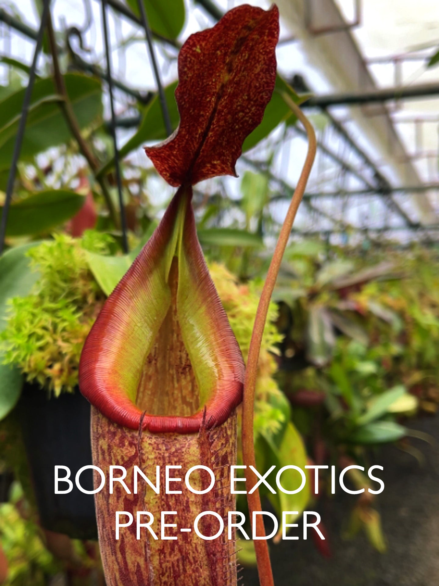 Nepenthes talangensis x fusca BE-4552