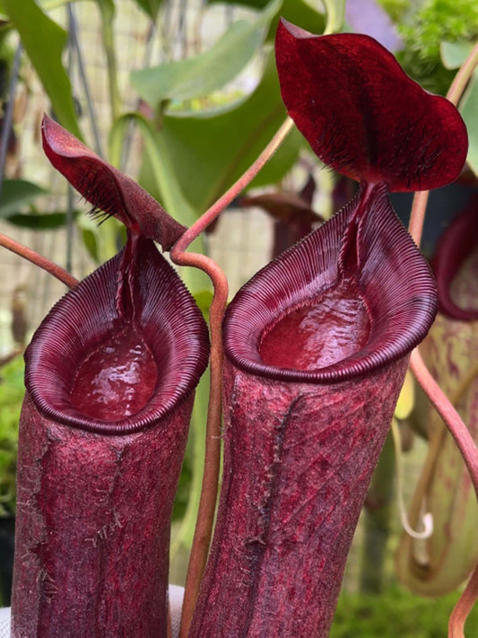 Nepenthes (aristolochioides x spectabilis) x lowii  BE-4555
