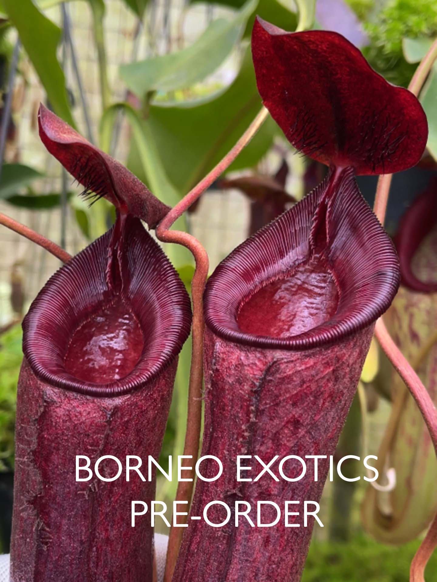 Nepenthes (aristolochioides x spectabilis) x lowii  BE-4555
