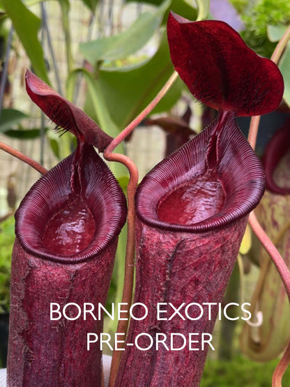 Nepenthes (aristolochioides x spectabilis) x lowii  BE-4555
