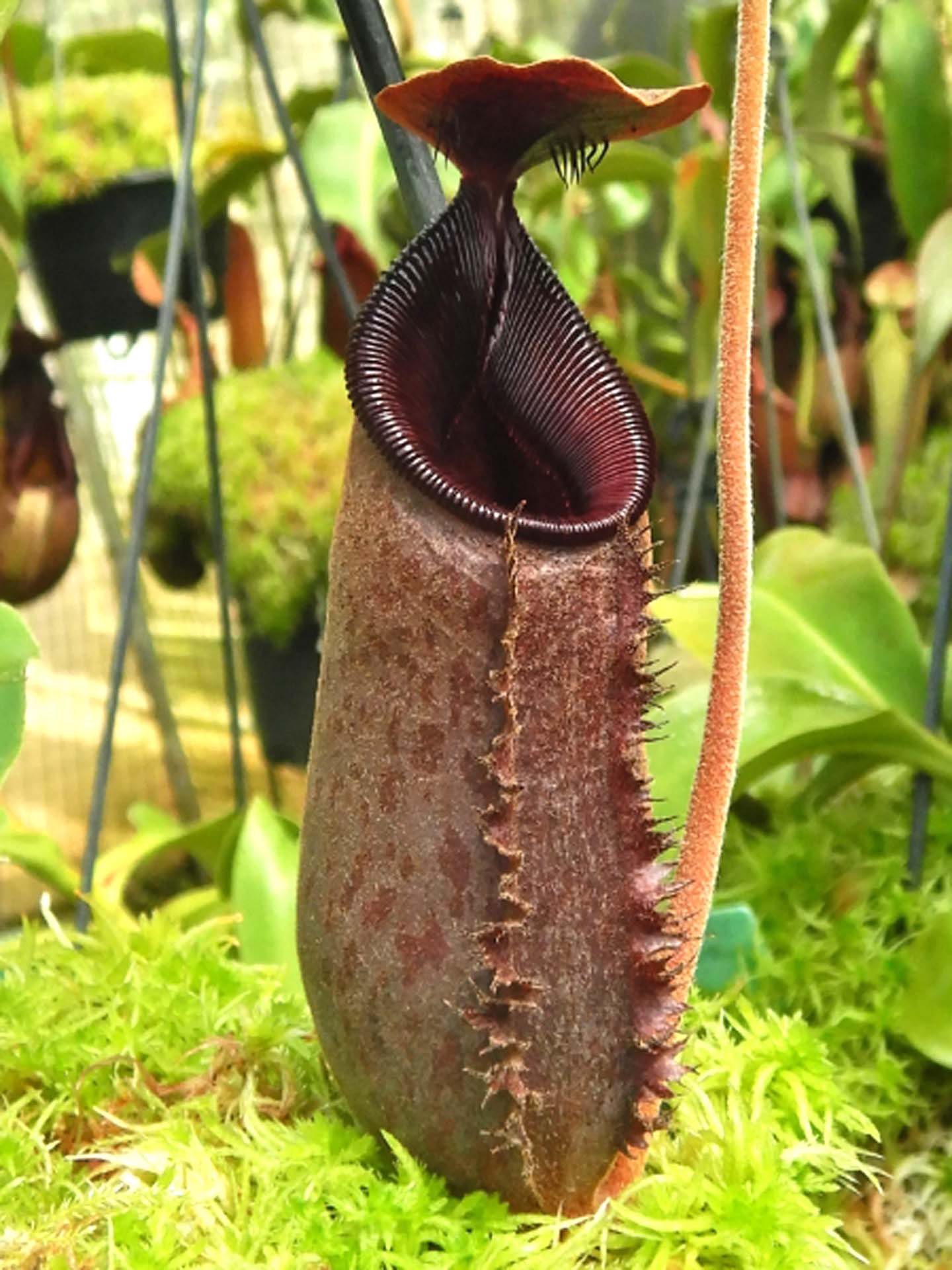 Nepenthes (aristolochioides x spectabilis) x lowii  BE-4555
