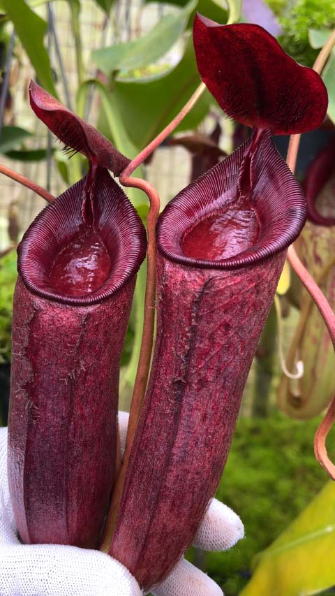 Nepenthes (aristolochioides x spectabilis) x lowii  BE-4555
