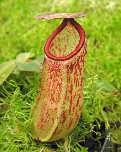 Nepenthes albomarginata x klossii  BE-4557