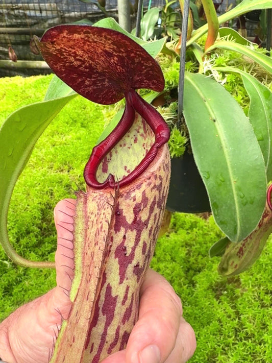 Nepenthes albomarginata x klossii BE-4557