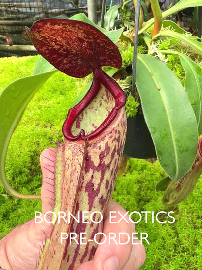 Nepenthes albomarginata x klossii BE-4557
