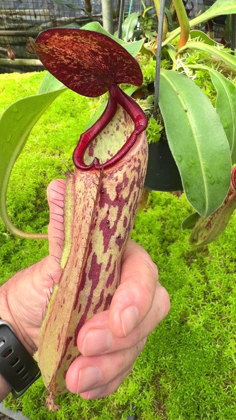 Nepenthes albomarginata x klossii BE-4557