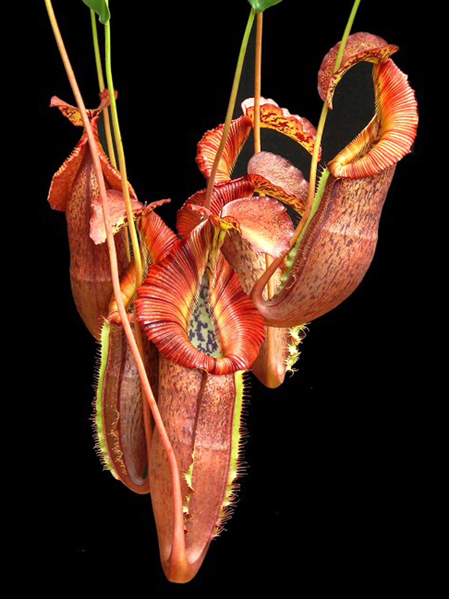 Nepenthes singalana x (burbidgeae x edwardsiana)  BE-4558  Clone 4