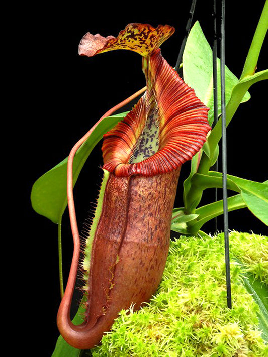 Nepenthes singalana x (burbidgeae x edwardsiana)  BE-4558  Clone 4