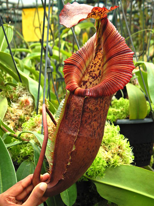 Nepenthes singalana x (burbidgeae x edwardsiana)  BE-4558  Clone 4