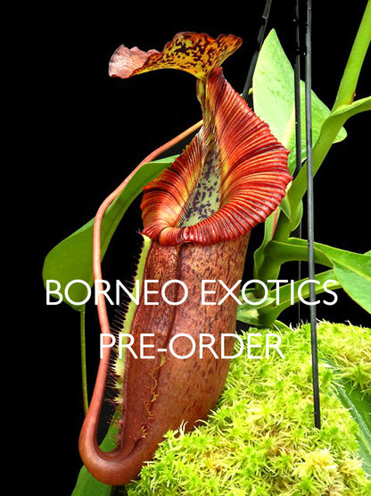 Nepenthes singalana x (burbidgeae x edwardsiana)  BE-4558  Clone 4