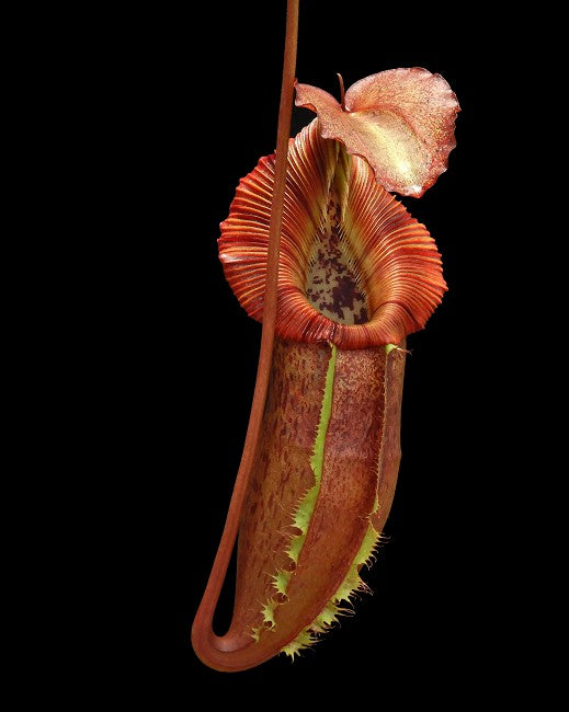 Nepenthes singalana x (burbidgeae x edwardsiana)  BE-4558  Clone 4