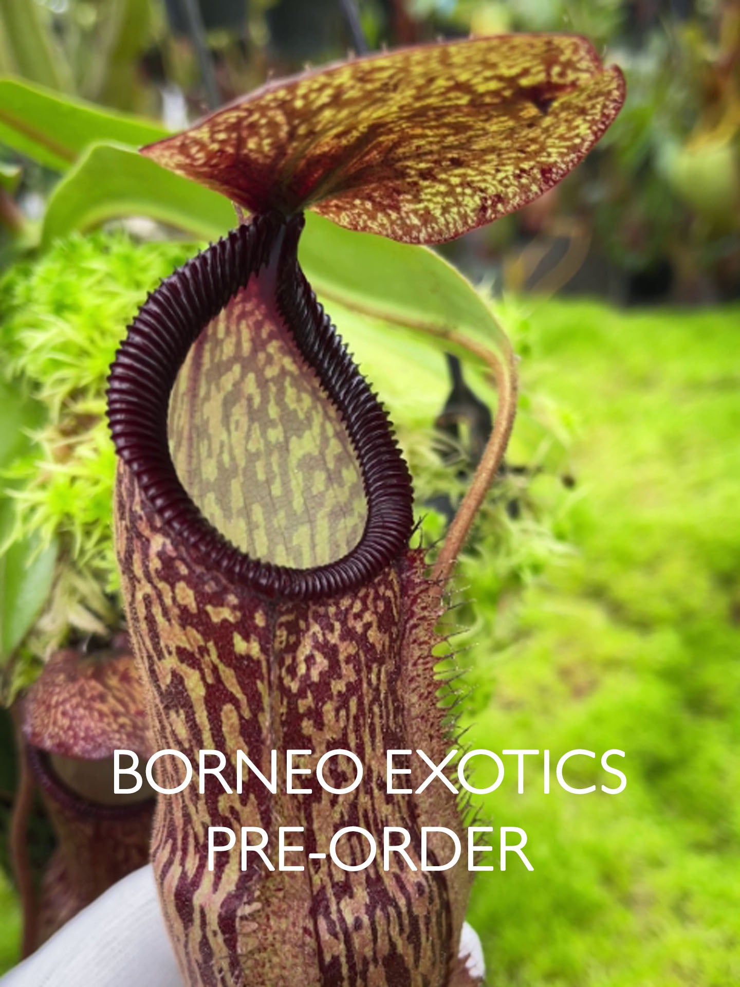 Nepenthes hamata x klossii BE-4562