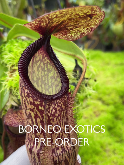 Nepenthes hamata x klossii BE-4562