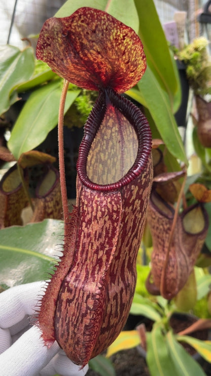 Nepenthes hamata x klossii BE-4562