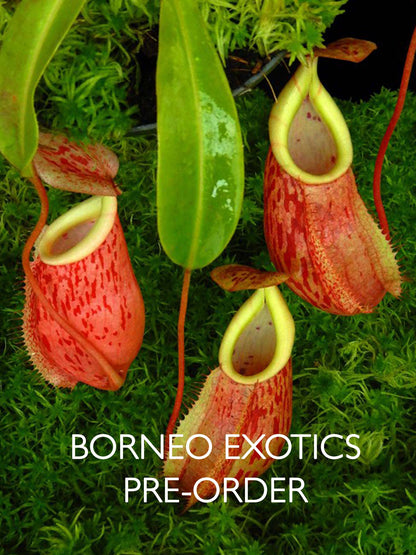 Nepenthes glabrata x veitchii  BE-4563