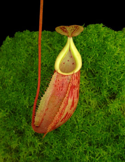 Nepenthes glabrata x veitchii  BE-4563
