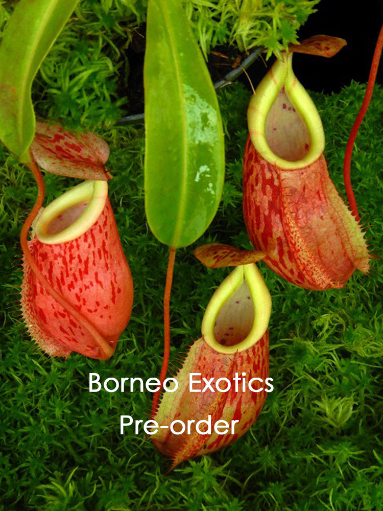 Nepenthes glabrata x veitchii  BE-4563