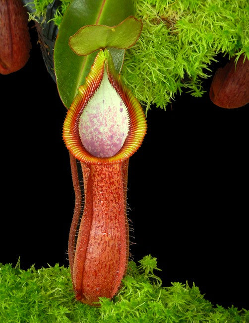 Nepenthes hamata Tambusisi x truncata Pasian Highland BE-4564