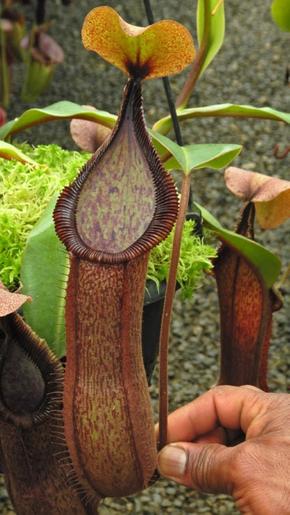 Nepenthes hamata Tambusisi x truncata Pasian Highland BE-4564