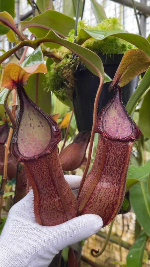 Nepenthes hamata Tambusisi x truncata Pasian Highland BE-4564