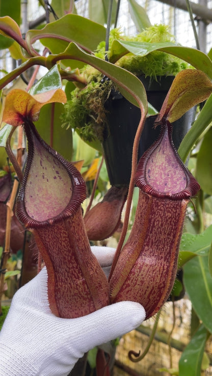 Nepenthes hamata Tambusisi x truncata Pasian Highland BE-4564