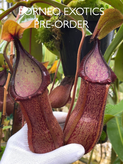 Nepenthes hamata Tambusisi x truncata Pasian Highland BE-4564