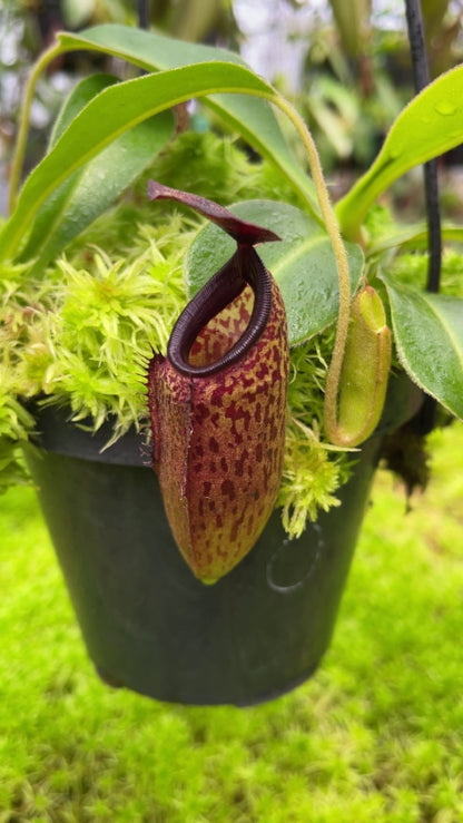Nepenthes aristolochioides x veitchii  BE-4565