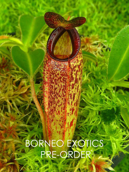 Nepenthes aristolochioides x veitchii  BE-4565