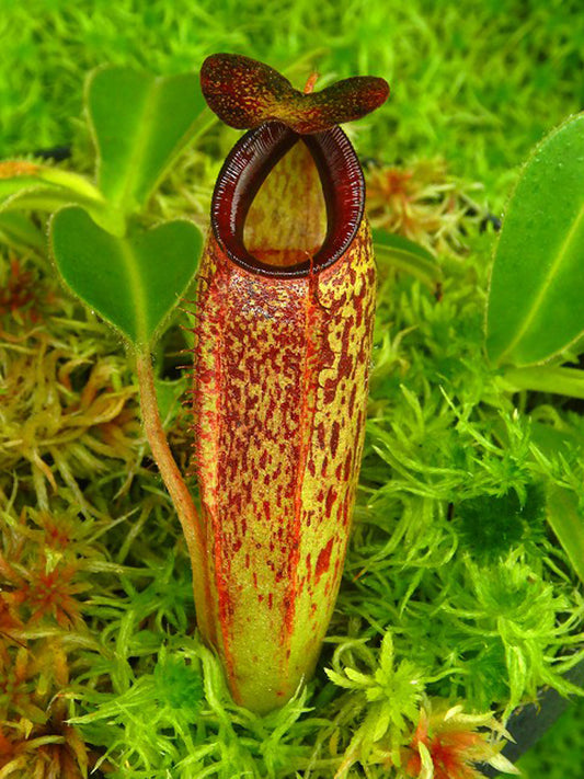 Nepenthes aristolochioides x veitchii  BE-4565
