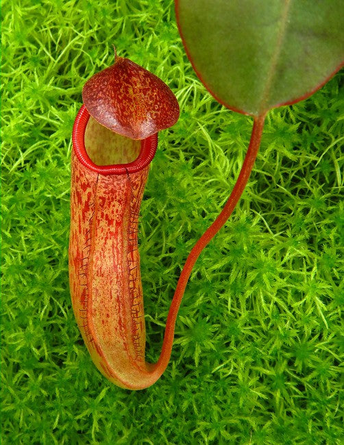 Nepenthes sibuyanensis x klossii BE-4566