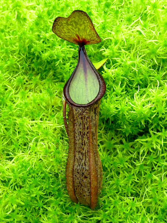 Nepenthes ramispina x hamata BE-4569