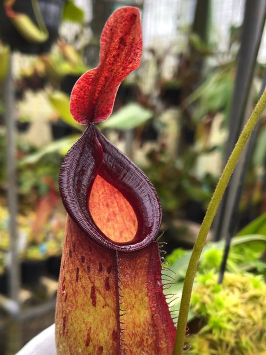 Nepenthes ampullaria x zakriana Ausgewählter Klon 3 BE-4570