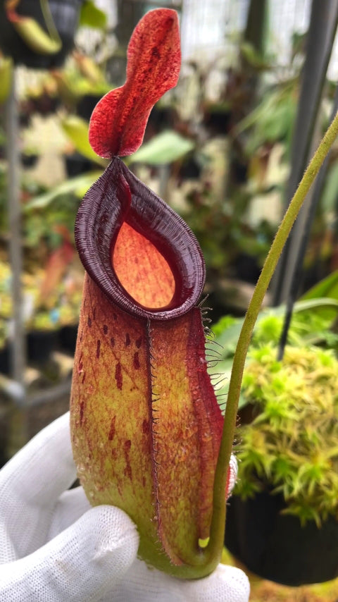 Nepenthes ampullaria x zakriana Ausgewählter Klon 3 BE-4570