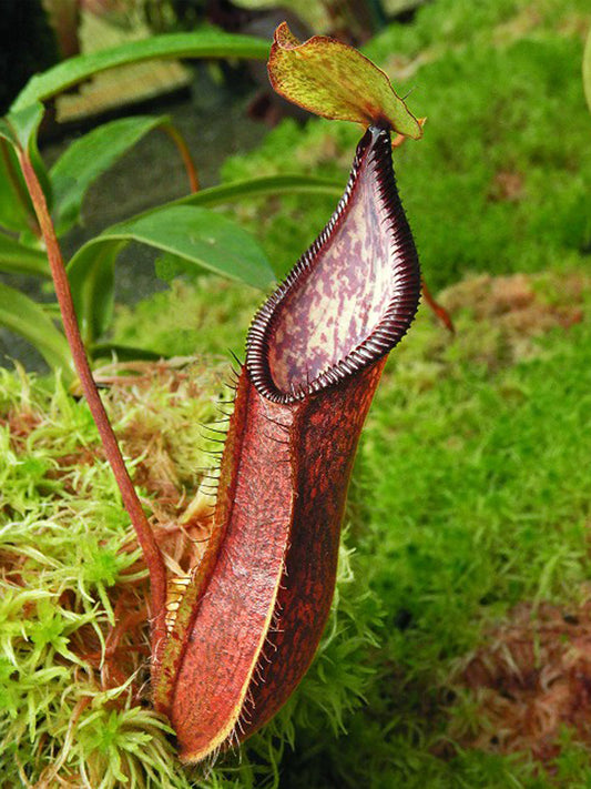 Nepenthes (Singalana x hamata) x hamata BE-4576