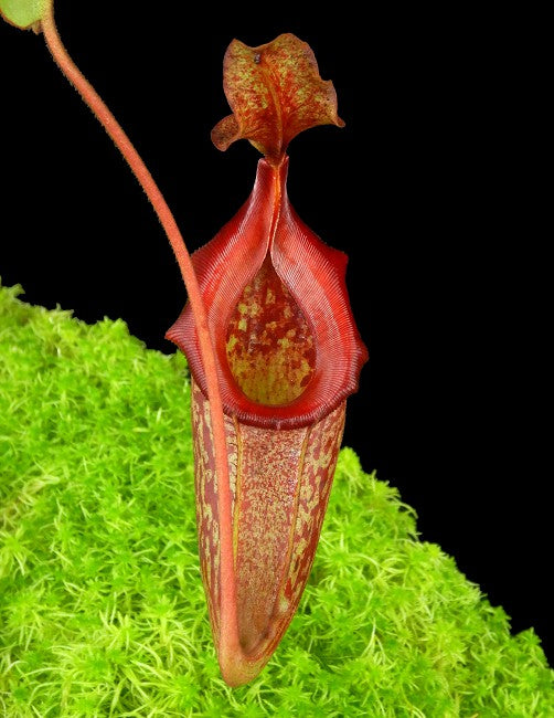 Nepenthes rajah x eymae BE-4577