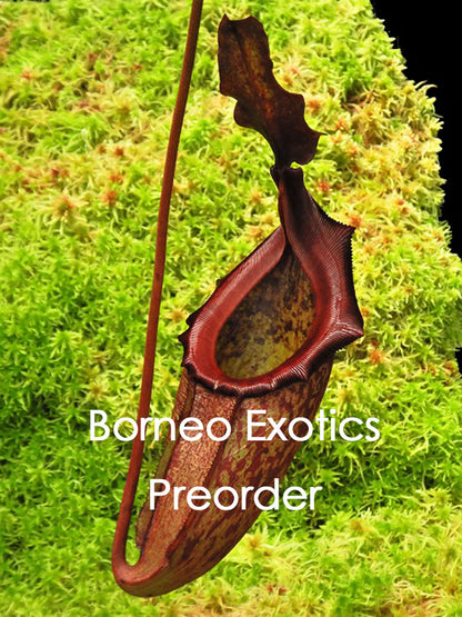 Nepenthes rajah x eymae BE-4577