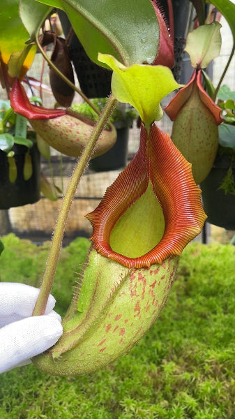 Nepenthes rajah x veitchii BE-4578
